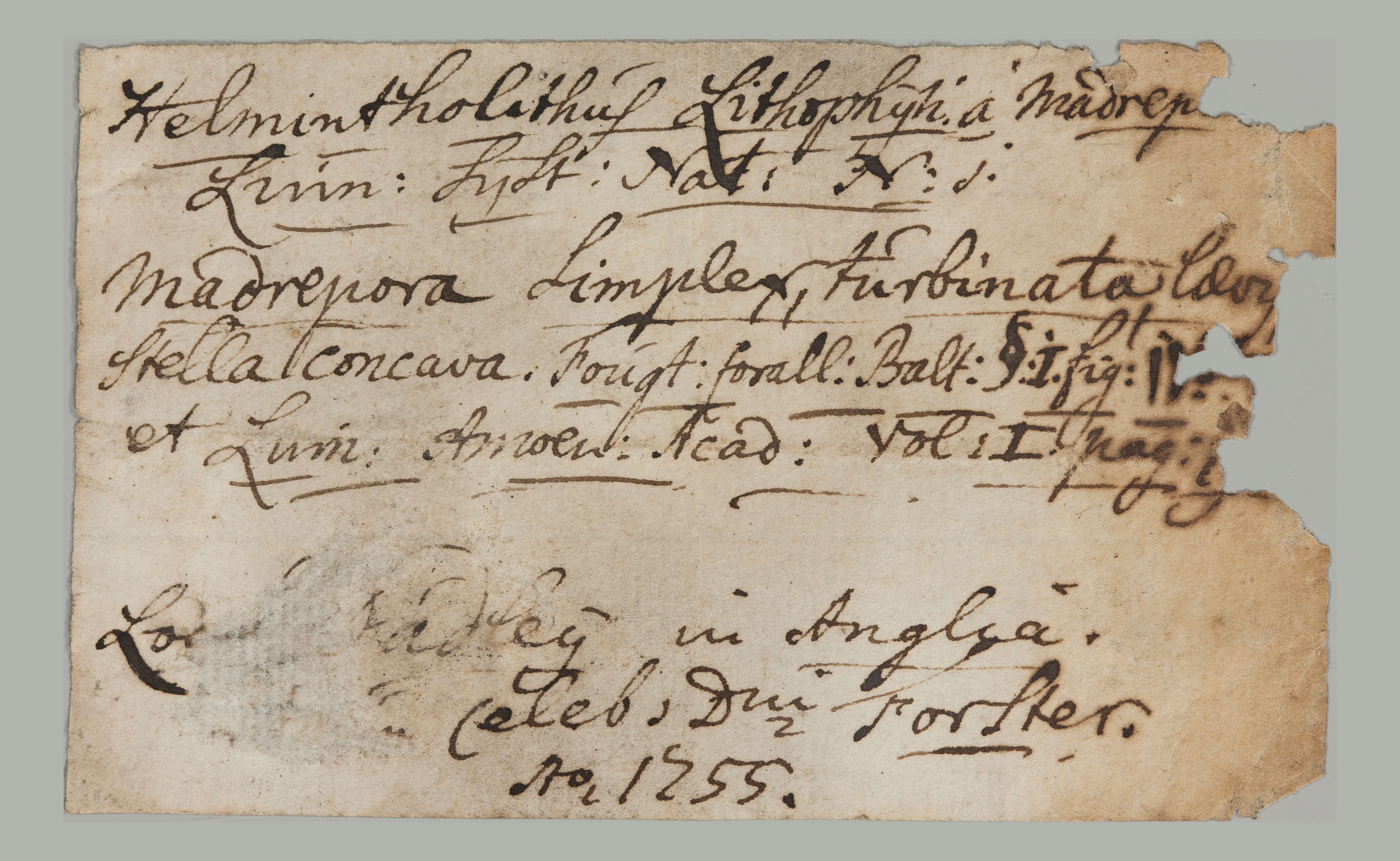 Johannes Albertus Schlosser (1733-1769) collection Forster