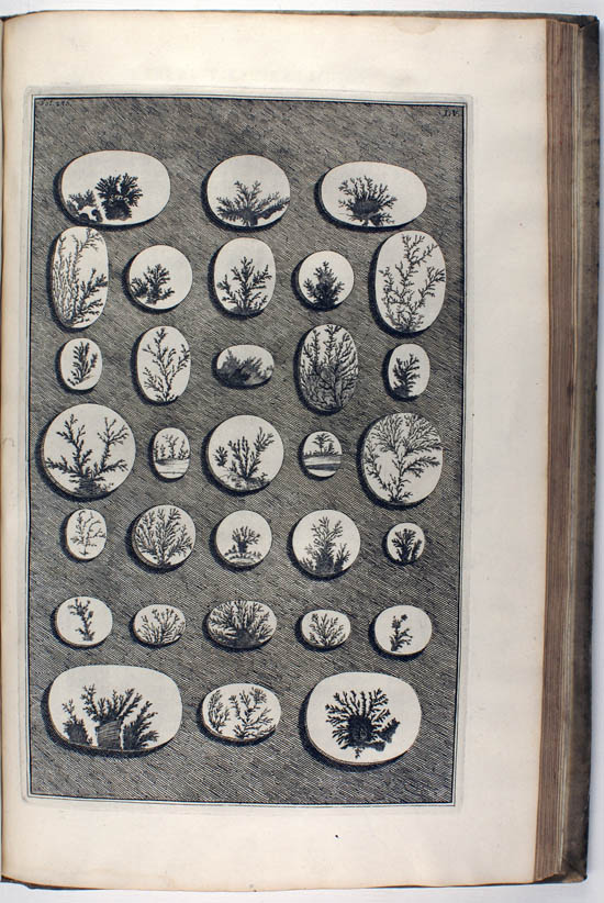 Rumphius (Rumpf), Georg Eberhard (1705)